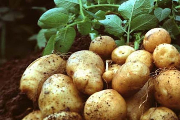 आलु भित्र्याउन र रोप्न किसानलाई भ्याइनभ्याइ